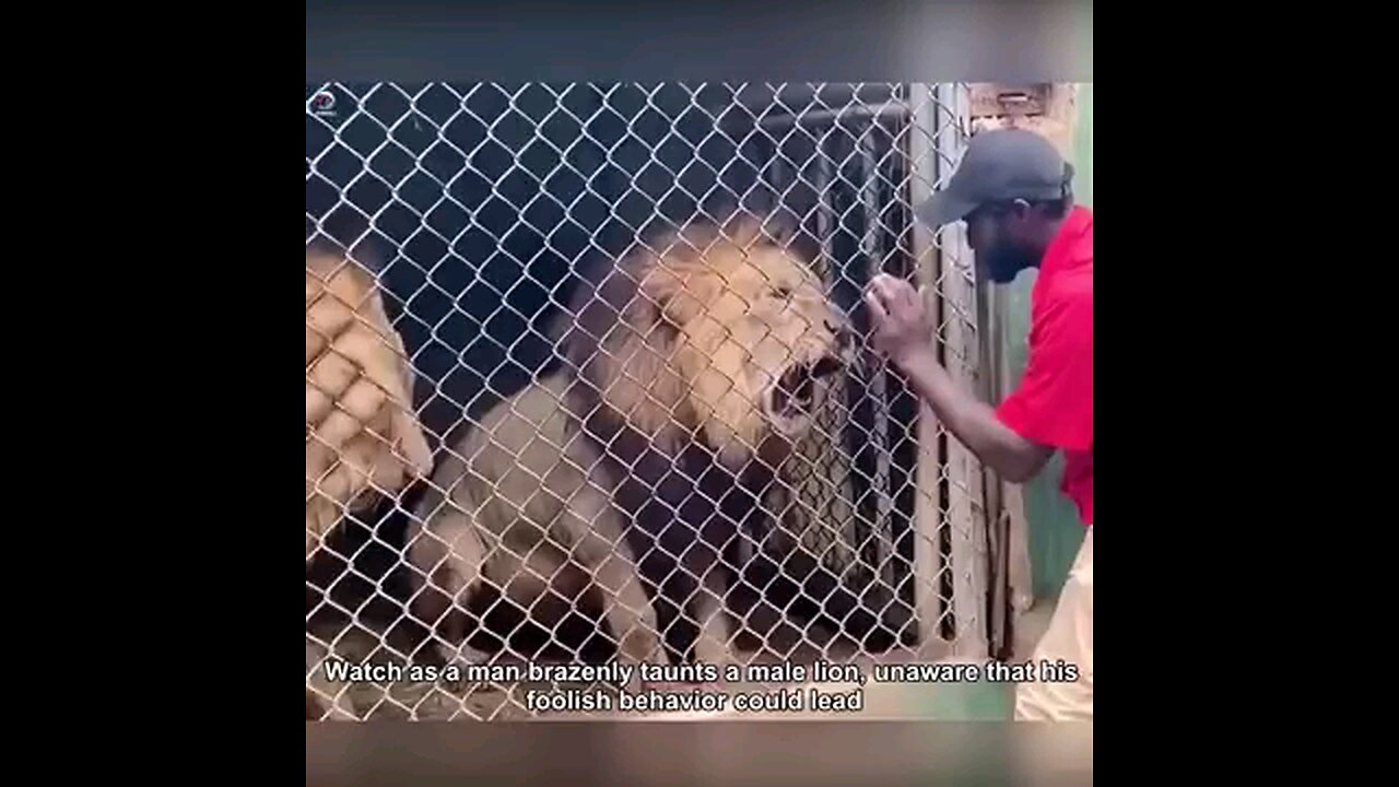 Lion Attack