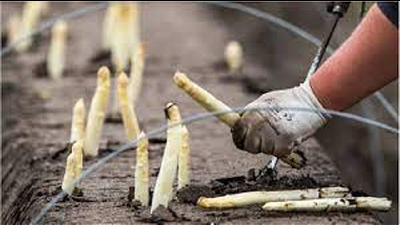 White asparagus Farming - White asparagus harvesting - Asparagus Processing in Factory