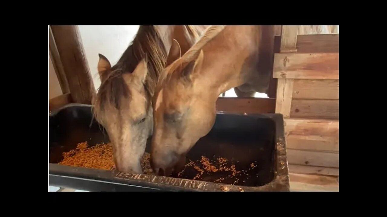 Horses Sharing Grain - How To Help & Teach Your Horses To Share - Cleaning A Bird Bath