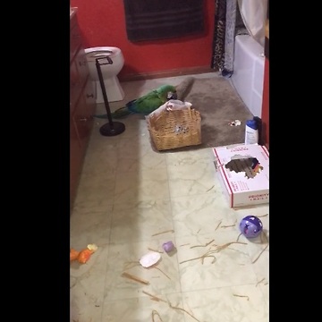 Guilty parrot caught red-handed after destroying bathroom