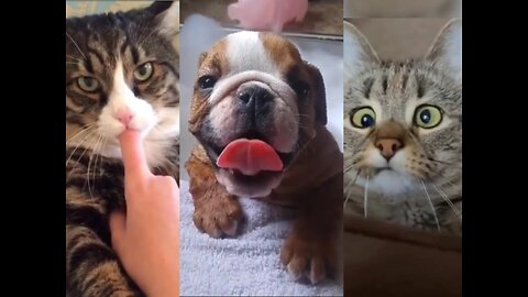 Pet Cats and Dogs Highlights 1, let them bring you happiness and drive away all unhappiness!