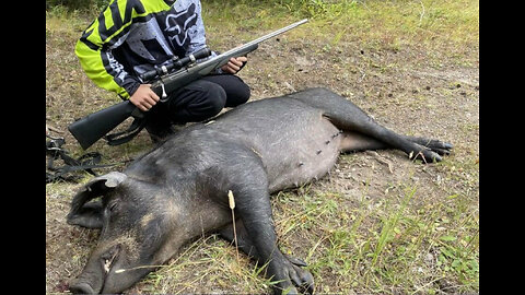 Canadian 'Super Pigs' About To Invade US and Unleash Major Damage