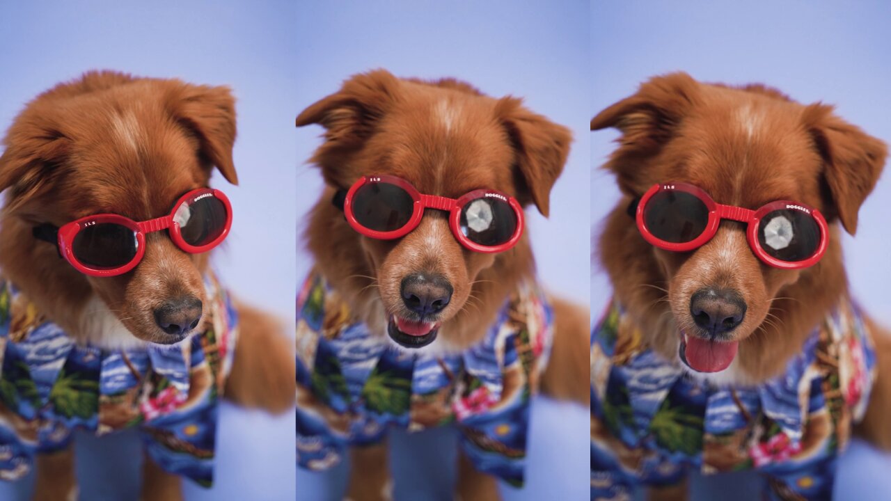 Professional photomodel dog poses for sunglasses brand