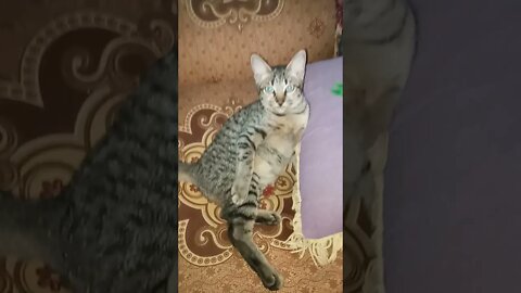 Kucing Mager 🐈