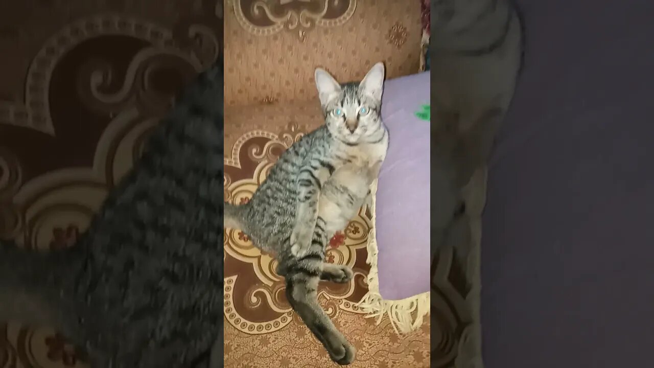 Kucing Mager 🐈