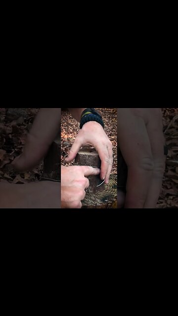 Making a Mini Tree Torch - Survival Skill