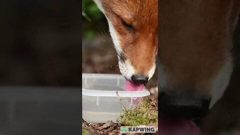 One thirsty fox