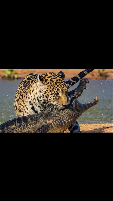 Cheetah VS Crocodile Fight
