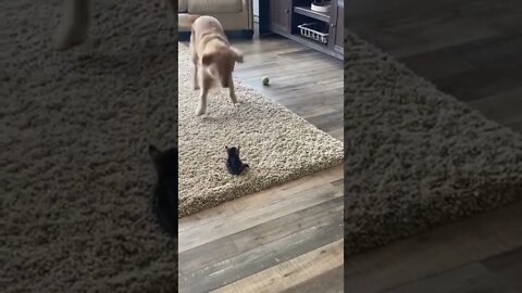 Dog are playing with baby Cats funny video=6