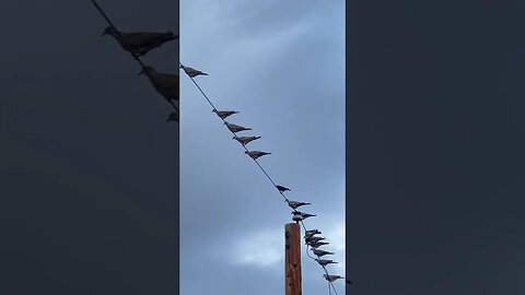 Birds #iphonepromax #travel #bridge #iphone14pro #coffee #fypシ #sandia #iphone14 #mountain ￼