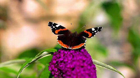 Astonishing Garden Wildlife: Shooting Bees and Red Admirals in Action