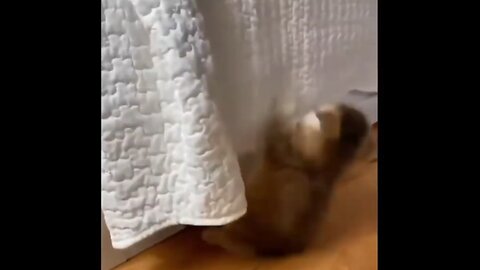 ❤️ Adorable Kitten Learns To Climb 🥹