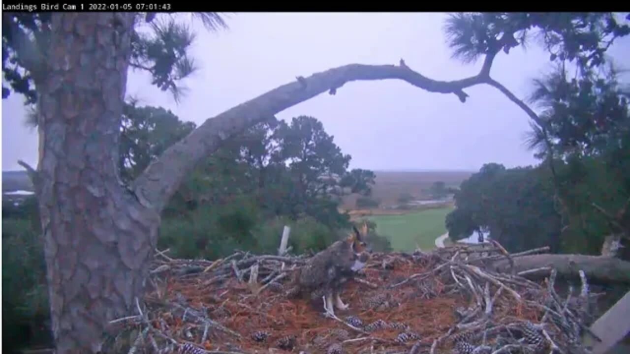 Male Great Horned Owl Makes a Daylight Showing 🦉 1/5/22 6:59 AM