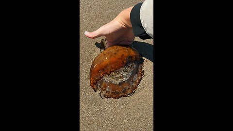 Rescuing Huge Stinging Jellyfish!