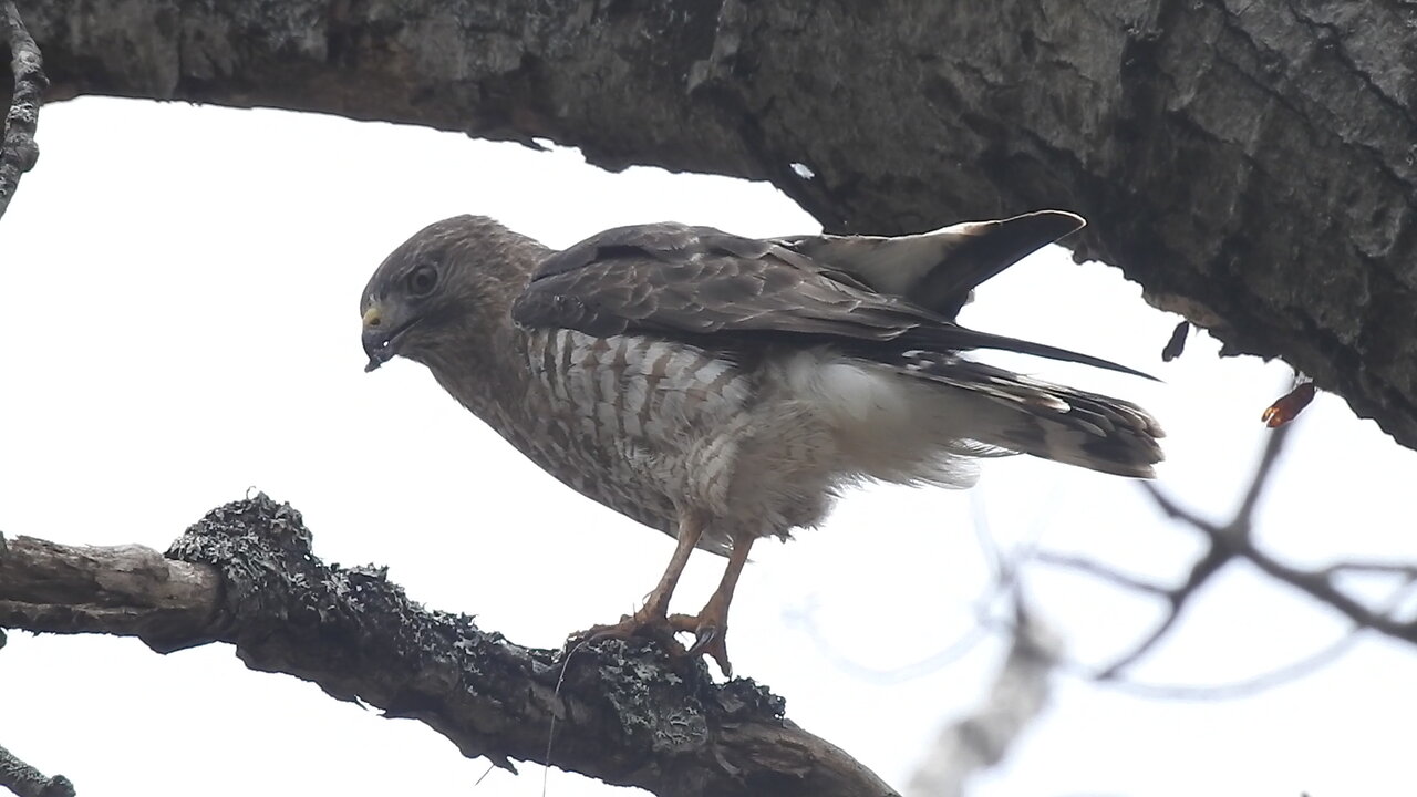 Broad-winged Hawk eating frog