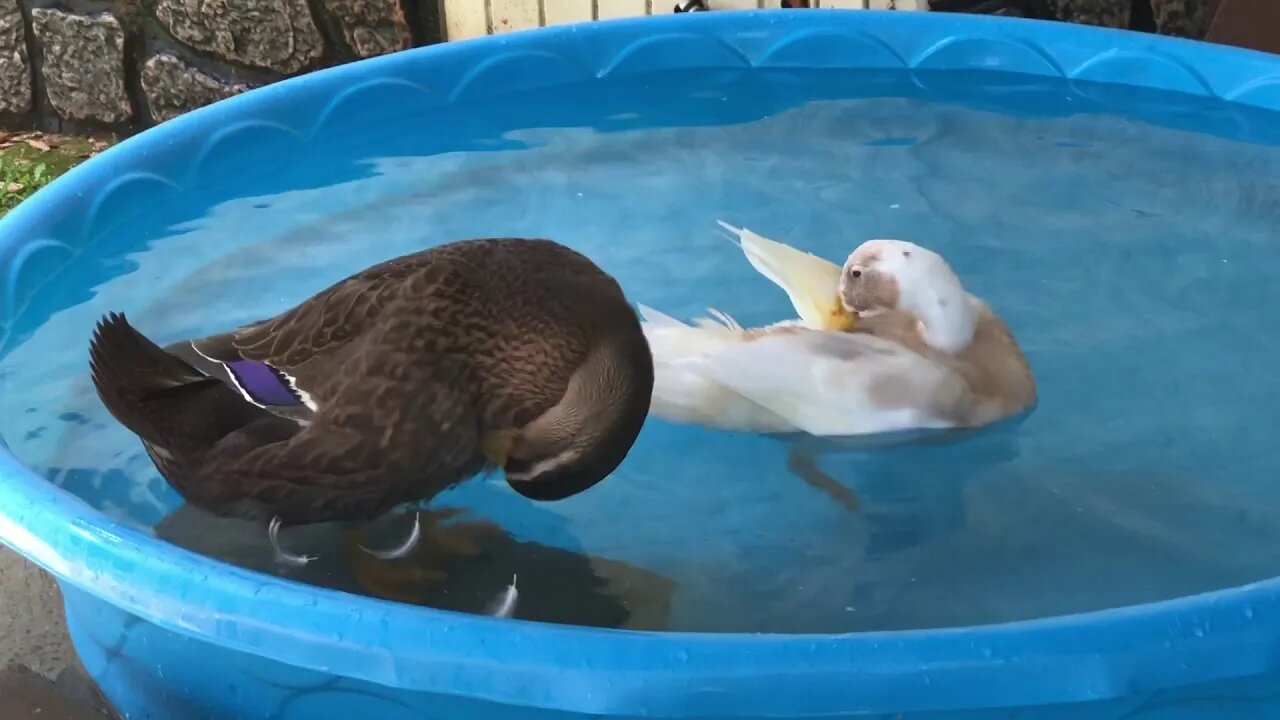 Ducks in a pool