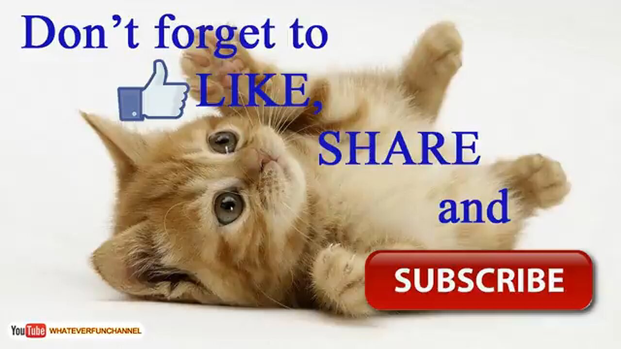 Short funny animals videos