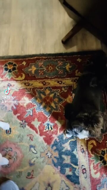 #cute #dogs #tamararoseblodgett