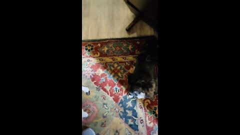 #cute #dogs #tamararoseblodgett