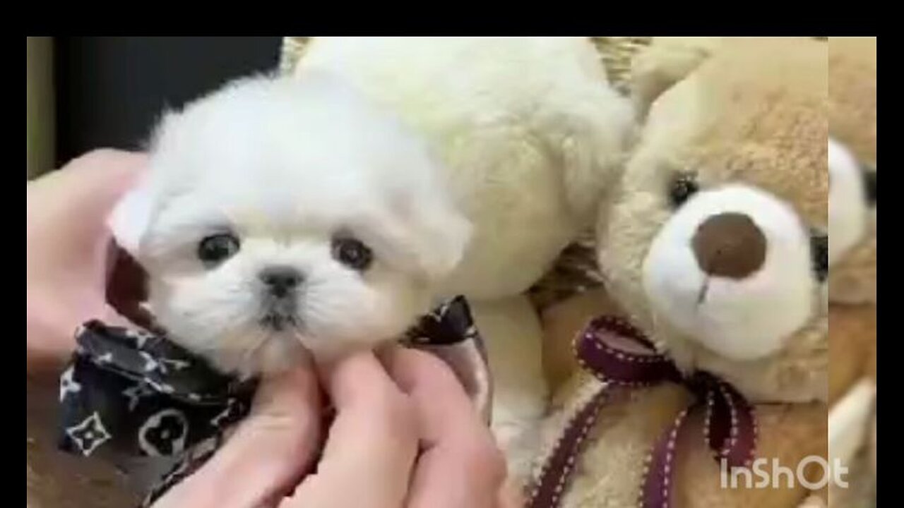 Cute Puppies