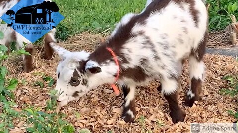 Baby Goat Cleaning Crew #shorts