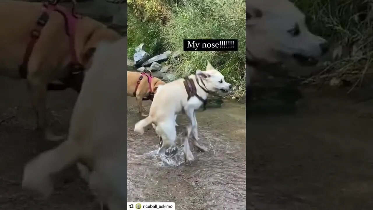 hahaha dogs and fish