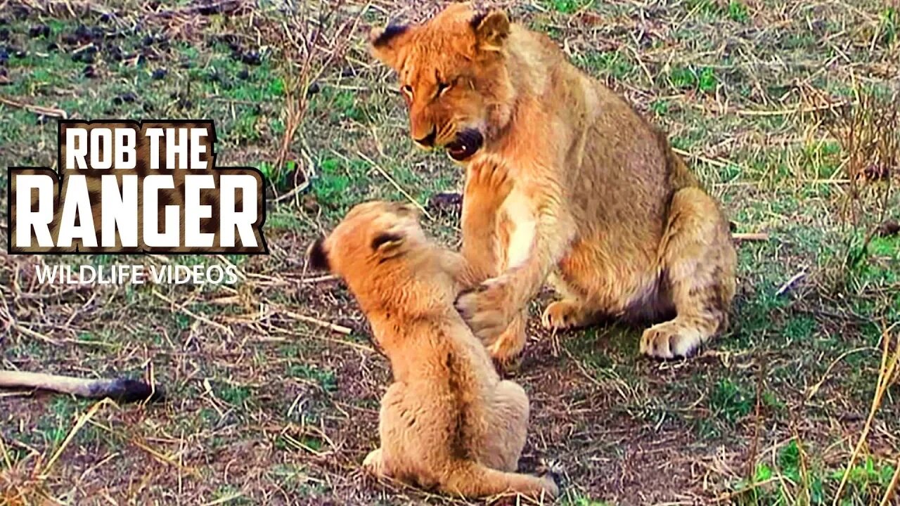 Cute Lion Cubs | Archive Lion Pride Footage