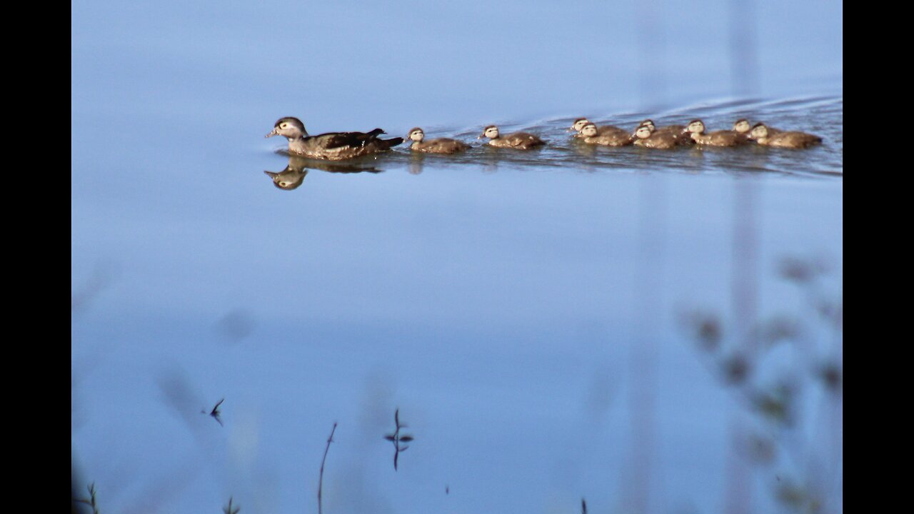 Precious family of wood ducks