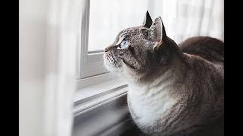New Funny Videos 2023 😍 Cutest Cats and Dogs 🐱🐶 Part 7