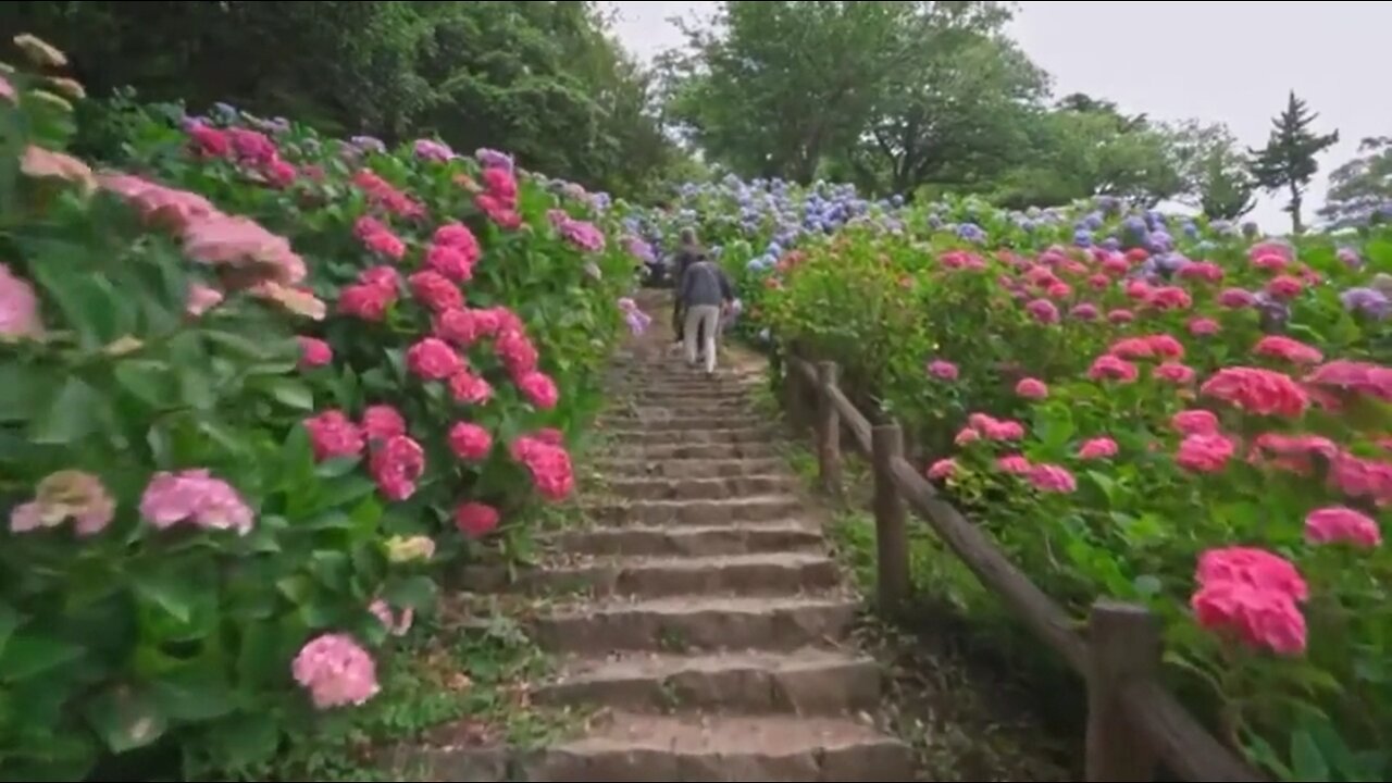 JAPANESE BEAUTIFUL FLOWER GARDEN