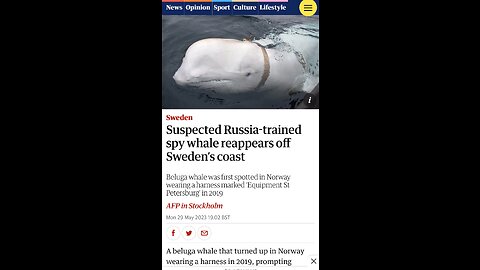 Russian Spy Whales?!?