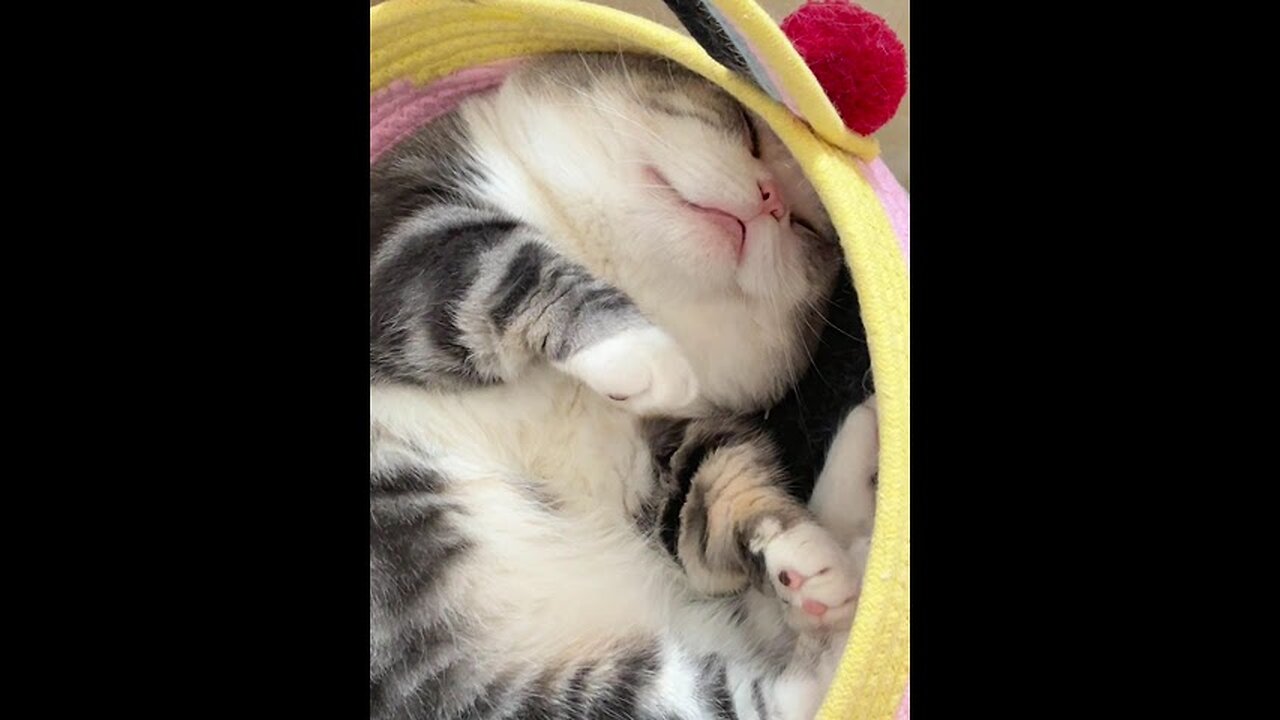 Sleepy Cat Wakes Up for Tasty Treats!