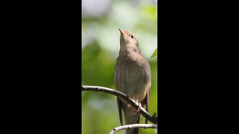 Unique bird in forest