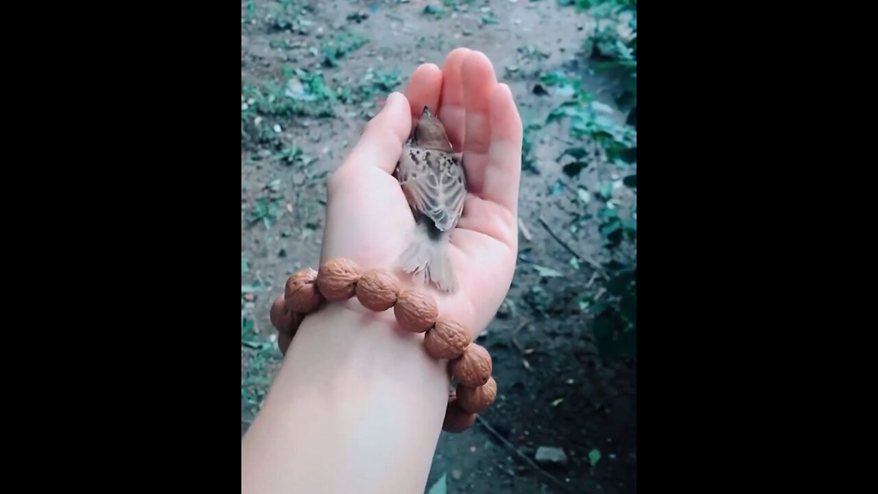 This little bird refuses to leave the hand of its rescuer.. 🥺