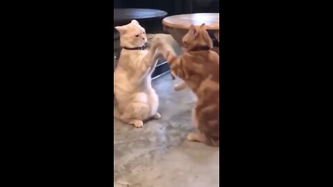 Funniest Cat And Dogs 😂 Funny Animal Videos | CloudCast