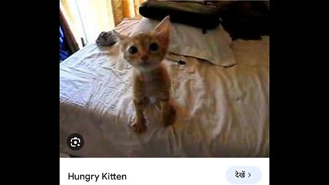 super hungry kitten