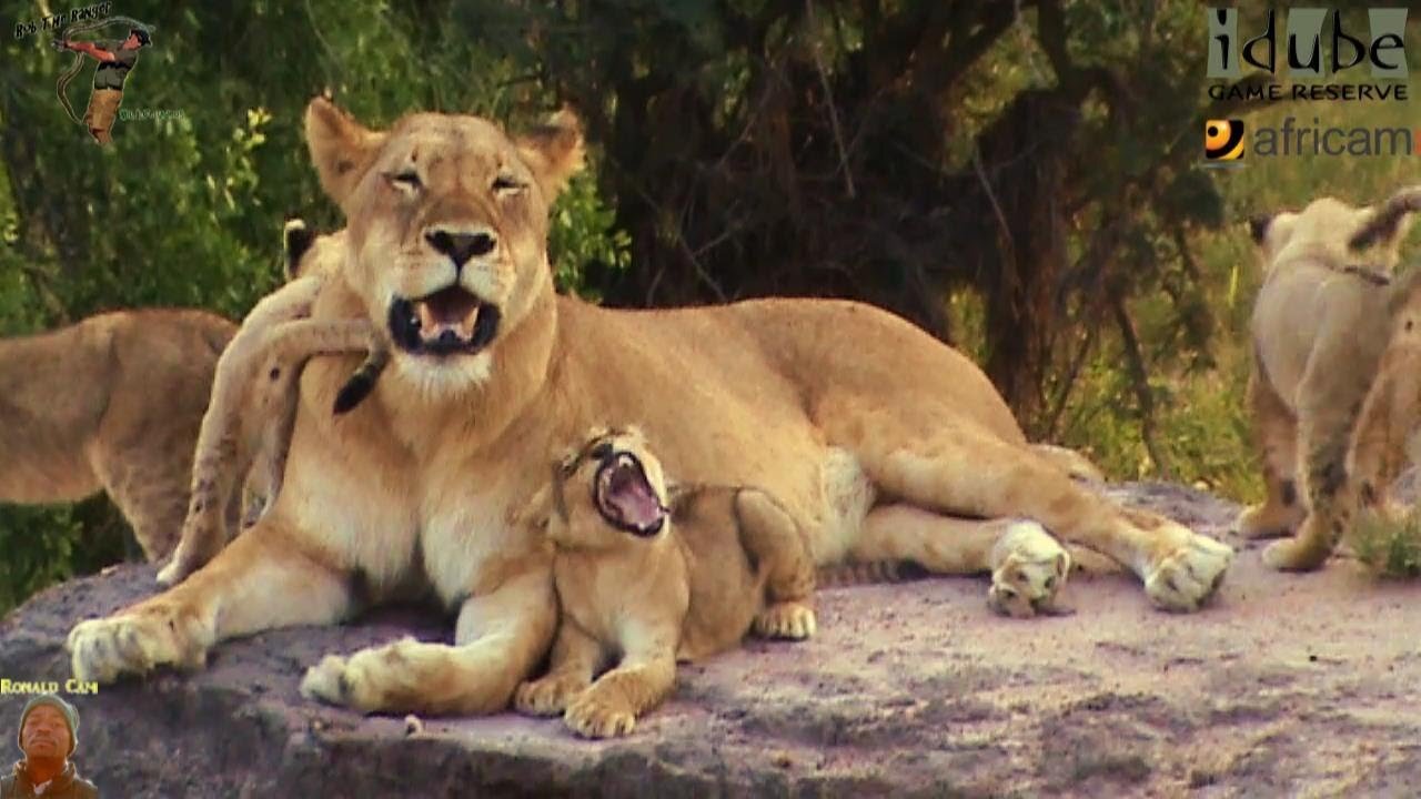 LIONS: Following The Pride 11: Injured Lioness Babysitting