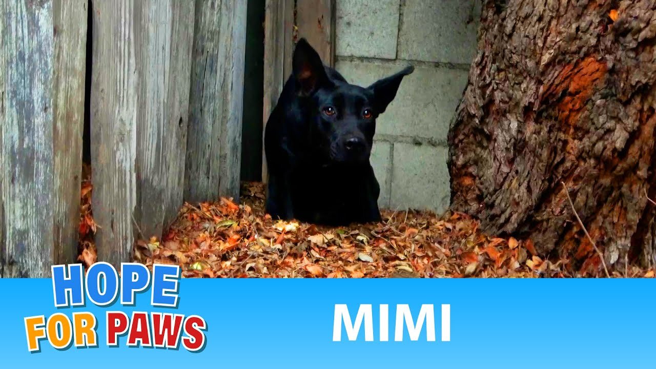 Homeless dog goes underground to avoid being captured! 😱