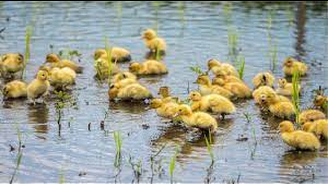 Duck Farming in Rice Field - Japan Organic Duck Rice cultivation