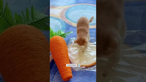 funny cat videos | cute cat videos| cute animals funny cats #shorts #shortsfunny #cutecat #funnycat