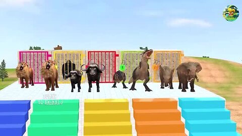 Animals animations video