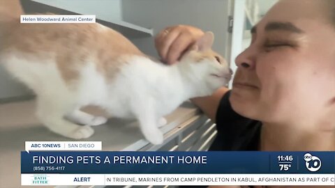 Pet of the Week - Amethyst