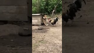 Dog🐕 and Rooster Fighting🐾