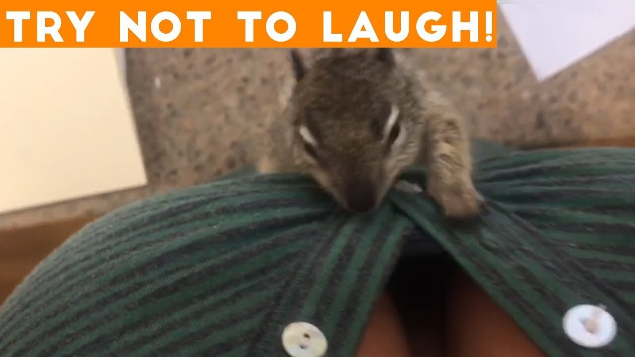 TOP 100 FUNNY ANIMALS