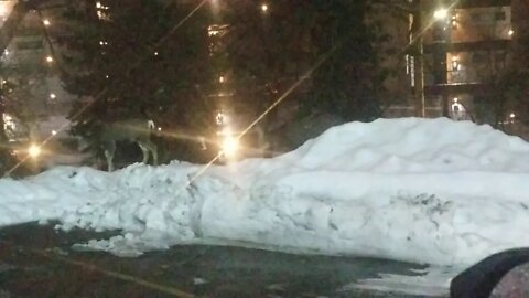 Family of deer walking through the parking lot