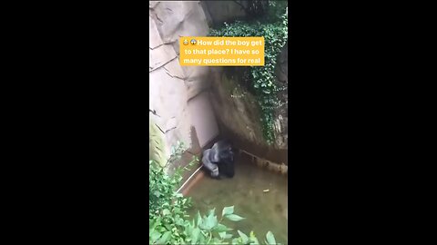 A toddler fell into the gorilla resting place and there was danger