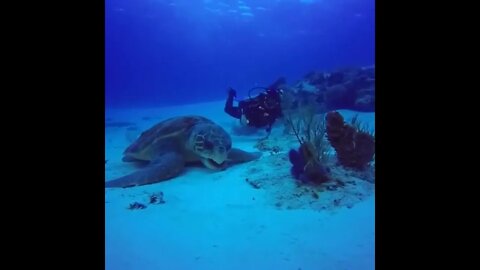 Giant Sea Turtle