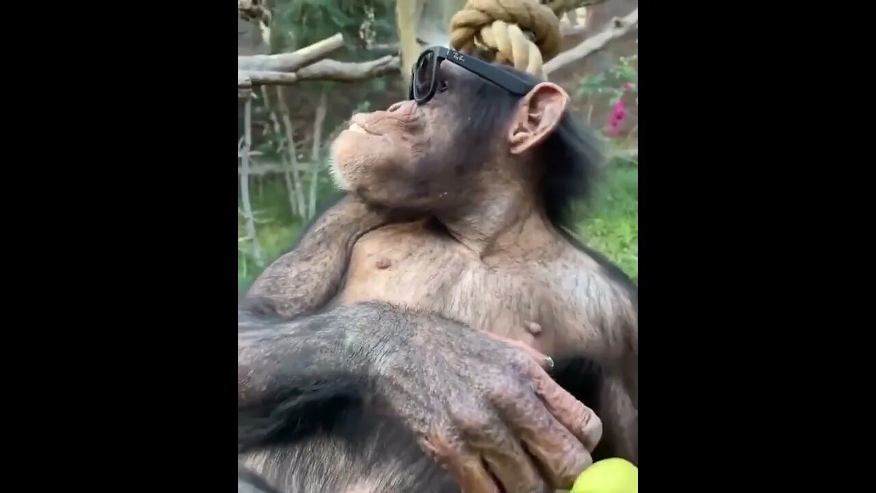 The coolest chimp. . 😎😜😝