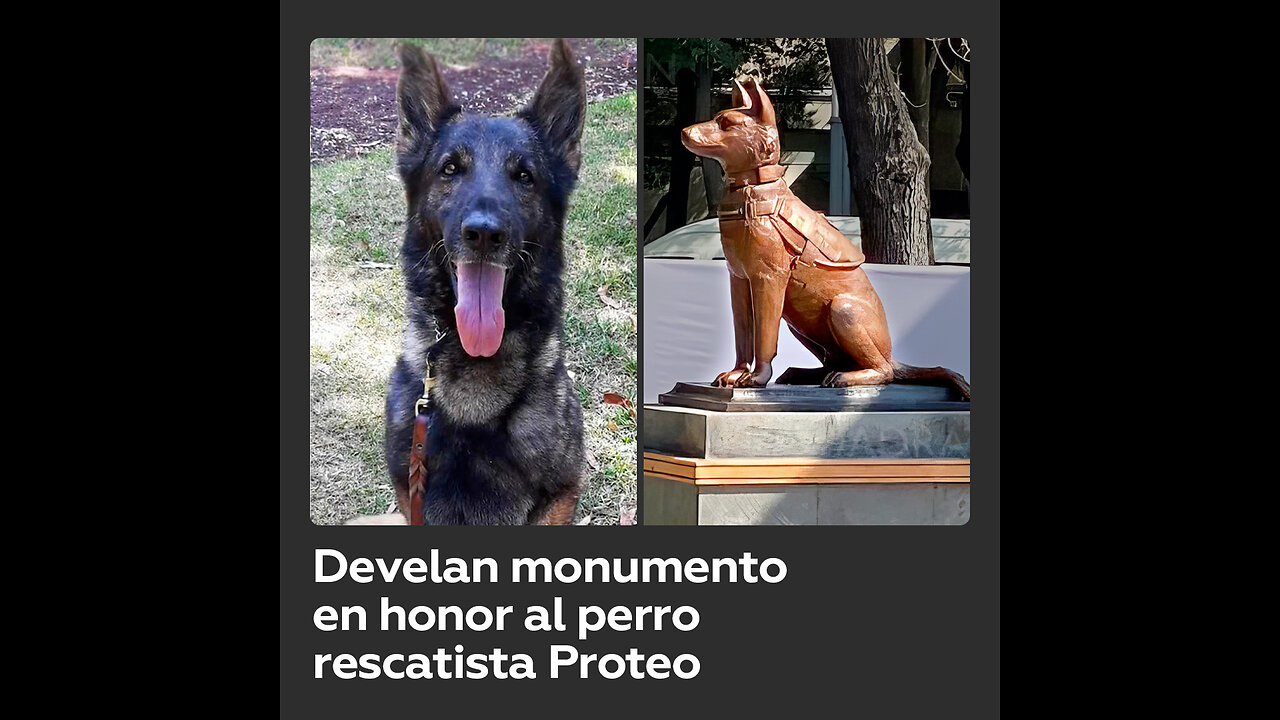 Inauguran en México monumento a Proteo, perro rescatista que murió en Turquía