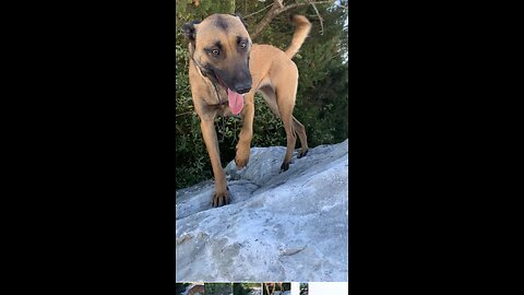 Dogs enjoy playing on marble boulders at the marble quarry.